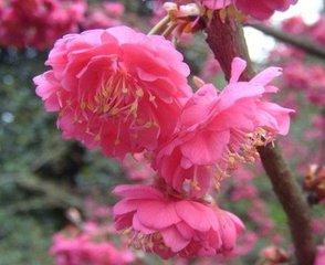 福建山樱花